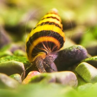 Swimming Creatures 10 Assassin Snails Live for Freshwater Aquarium Clea Helena, 100% Live Arrival Guarantee