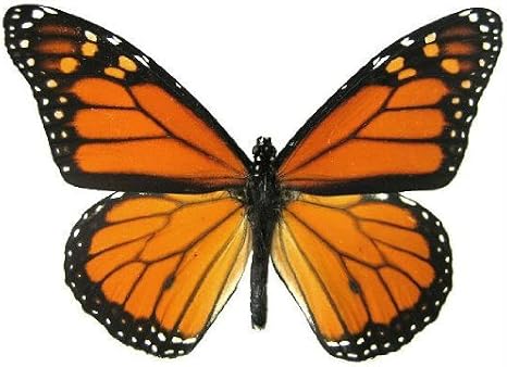 Mounted Monarch Butterfly Table Top Display (4" x 4" x 5.5")