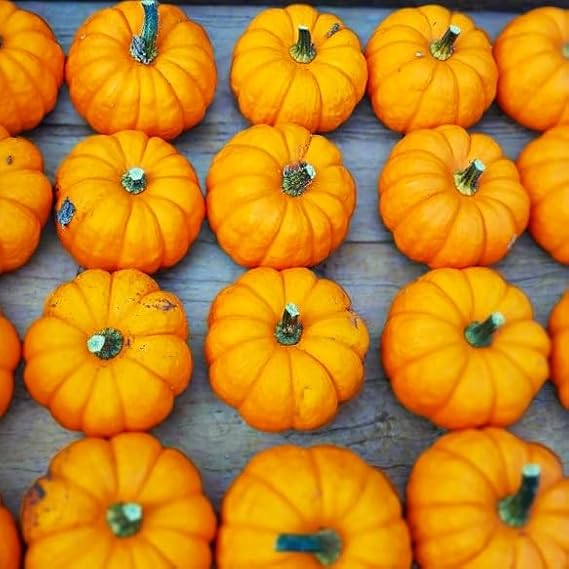 TomorrowSeeds - Munchkin Pumpkin Seeds - 50+ Count - For 2026 Planting Mini Pumpkins Jack Be Little Ribbed Sugar Pie Stuffing Decoration Heirloom Squash Vegetable Grow Your Own Home Farm Patio Healthy