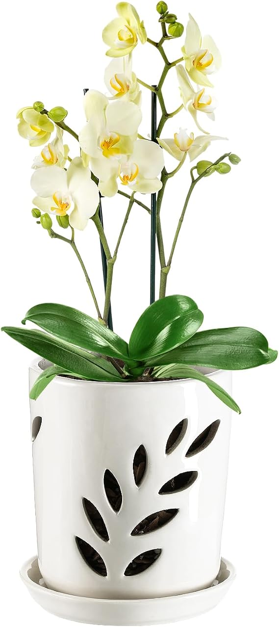 Aulock 4in Ceramic Orchid Pot with Drainage Holes