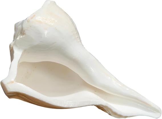Right Hand Dakshinavarti Shankh 5" inch | Rare Lakshmi Conch for Puja | Non-Blowable Sea Shell for Abhishek, Pooja, Diwali Decor, Hindu Worship, Home Temple Gift