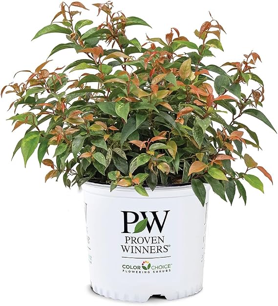 2 Gal. Proven Winners Paisley Pup Doghobble Shrub