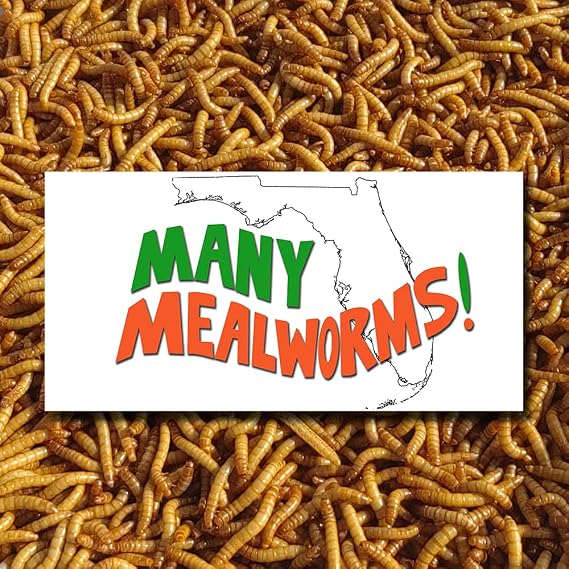 Mealworm 2000 Live (Medium)-Bulk & Organic from Florida