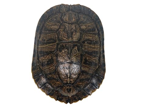 6-7" Red Ear Turtle Shell (227GS-0607)
