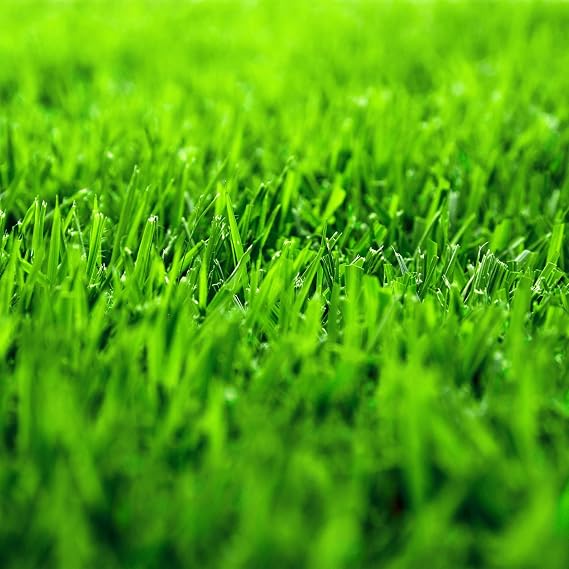 KVITER 1/4 Lb Zenith Zoysia Grass Seed (Zoysia Japonica) Zenith Zoysia Seeds for Lawn Dense, Grass Seed Shade & Drought Tolerant, Low Maintenance Best Zoysia Grass Seeds for Lawn