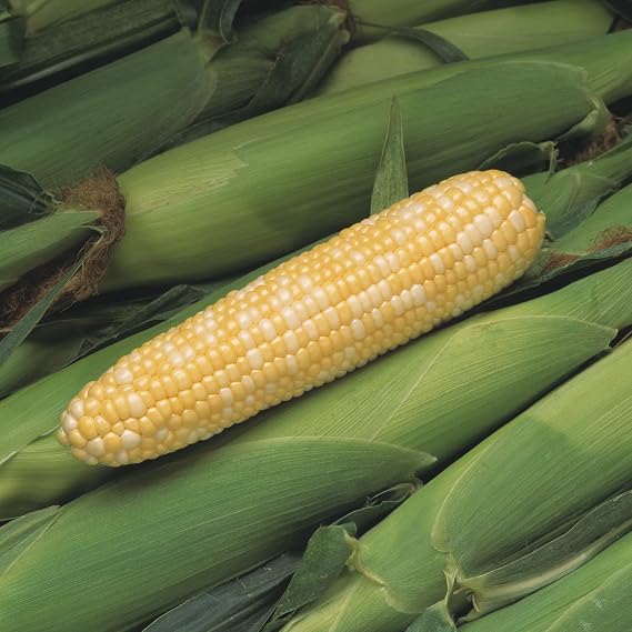 Peaches & Cream Corn - 1/2lb